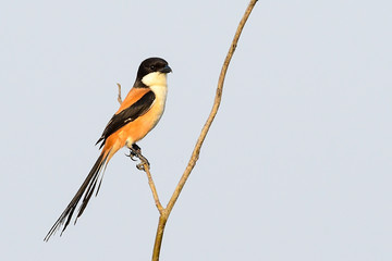 Long-tailed Shrike; Lanius schach perching on tree , Thailand