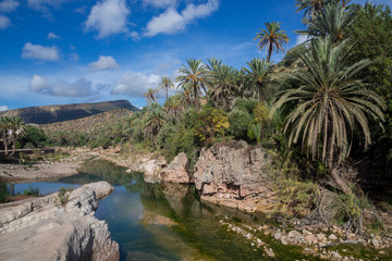 Date palms, water and blue sky