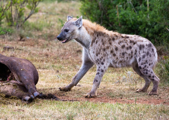hyena lunch
