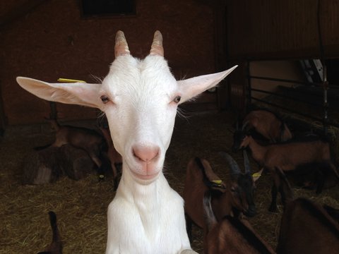 &eacute;levage de chevrettes dans &eacute;table