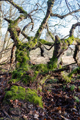 gnarled old tree with moss