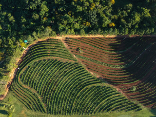 agro Café imagem  aéreas de Agrofloresta
