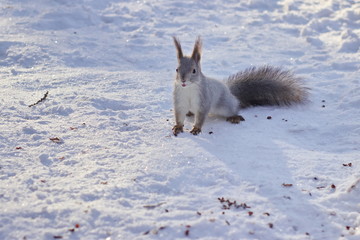 Naklejka premium White squirrel in the winter forest in the snow nibbles nuts and seeds.