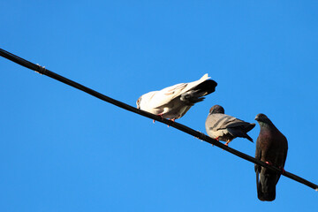 Pigeons on electrical wires against blue sky background