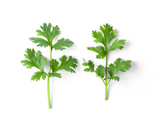 Green coriander leaves close-up, isolation on a white background. top view