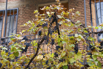 grapes on the balcony. growing grapes in the city