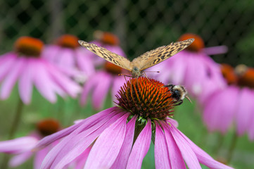 butterfly and bee on a flower