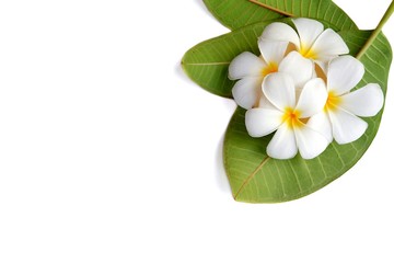 Many white plumeria flowers are blooming with green leaves on isolated white background, top view with copy space