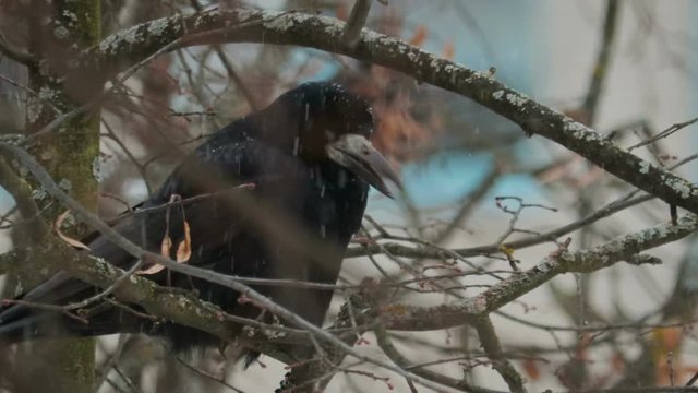 Black adult bird crow pecks white snowflakes sitting on a tree branch with dry leaves. Concept: hungry animal
