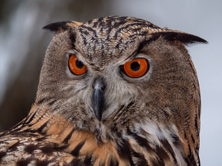 Eurasian eagle-owl (Bubo Bubo) in snowy fores. Eurasian eagle owl sitting on snowy ground. Owl portrait.