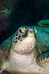 Obraz premium Frontal