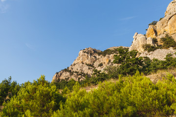 Juniper bushes in the mountains at sunset