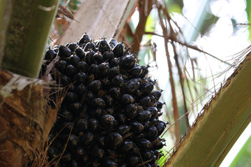 Palm oil on tree seeds background with spike in the farm background
