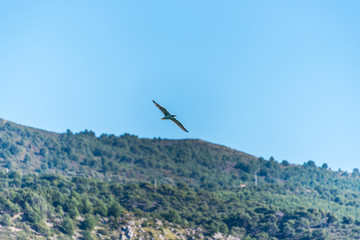 Fototapeta na wymiar Seagull Flying on the Southern Italian Mediterranean Coast