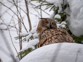 Eurasian eagle-owl (Bubo Bubo) in snowy fores. Eurasian eagle owl sitting on snowy ground. Owl portrait.