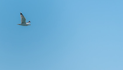 Seagull Flying on the Southern Italian Mediterranean Coast