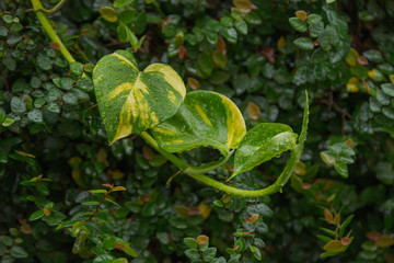 Folha de planta Jibóia molhada de chuva em jardim residencial de Guarani, Minas Gerais