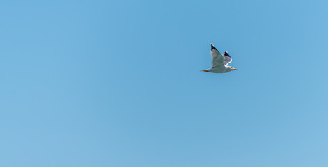 Seagull Flying on the Southern Italian Mediterranean Coast
