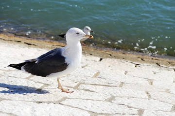 seagull on the beach