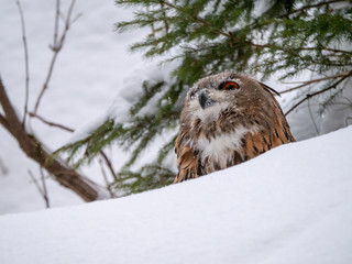 Eurasian eagle-owl (Bubo Bubo) in snowy fores. Eurasian eagle owl sitting on snowy ground. Owl portrait.