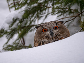 Eurasian eagle-owl (Bubo Bubo) in snowy fores. Eurasian eagle owl sitting on snowy ground. Owl portrait.