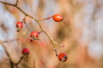 rosehips in the fall at sunset