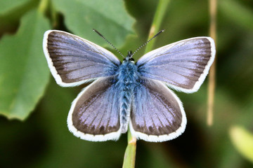Very beautiful light blue butterfly on a green background close-up.