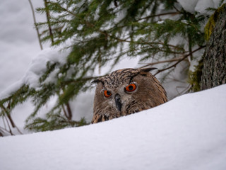 Eurasian eagle-owl (Bubo Bubo) in snowy fores. Eurasian eagle owl sitting on snowy ground. Owl portrait.