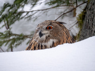 Eurasian eagle-owl (Bubo Bubo) in snowy fores. Eurasian eagle owl sitting on snowy ground. Owl portrait.