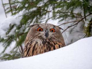 Eurasian eagle-owl (Bubo Bubo) in snowy fores. Eurasian eagle owl sitting on snowy ground. Owl portrait.