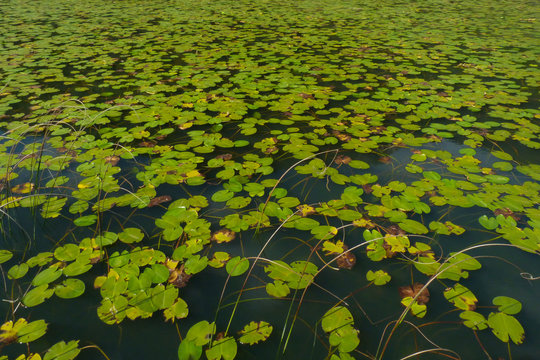 tappeto di foglie galleggianti di ninfea gialla (Nuphar luteum)