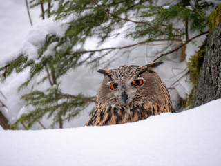 Eurasian eagle-owl (Bubo Bubo) in snowy fores. Eurasian eagle owl sitting on snowy ground. Owl portrait.