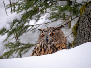 Eurasian eagle-owl (Bubo Bubo) in snowy fores. Eurasian eagle owl sitting on snowy ground. Owl portrait.
