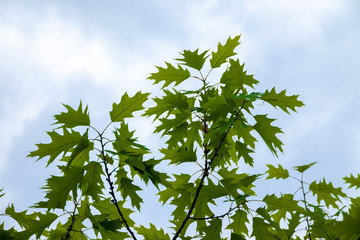 Looking up at young fresh spring green leaves against a blue sky