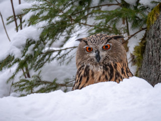 Eurasian eagle-owl (Bubo Bubo) in snowy fores. Eurasian eagle owl sitting on snowy ground. Owl portrait.