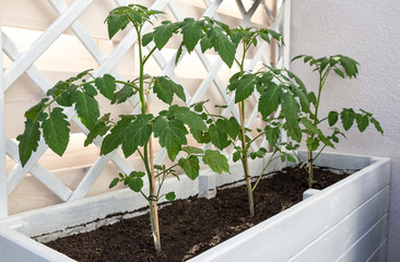 Growing Tomato Plants in Raise Bed.