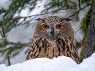 Eurasian eagle-owl (Bubo Bubo) in snowy fores. Eurasian eagle owl sitting on snowy ground. Owl portrait.