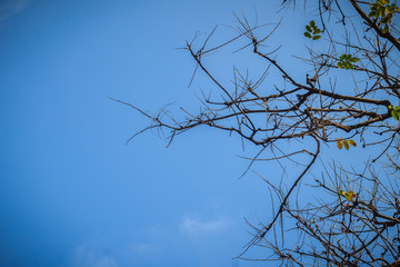 Autumn tree branches abstract blue sky background. Branches of tree against clear blue sky background.