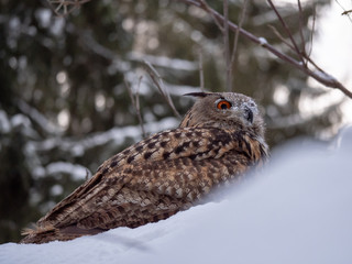 Eurasian eagle-owl (Bubo Bubo) in snowy fores. Eurasian eagle owl sitting on snowy ground. Owl portrait.