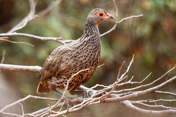 Swainson's Francolin