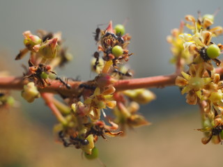 Mango tree before fruiting