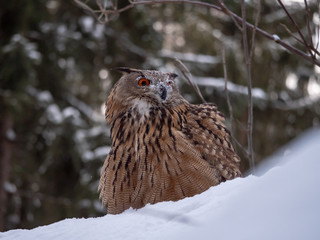 Eurasian eagle-owl (Bubo Bubo) in snowy fores. Eurasian eagle owl sitting on snowy ground. Owl portrait.