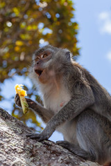 Naklejka na ściany i meble Wild macaque monkey eating tropical fruit in natural habitat, Mauritius island. Selective focus.