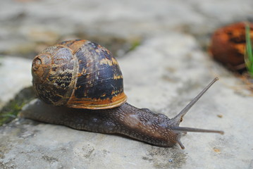 Escargot