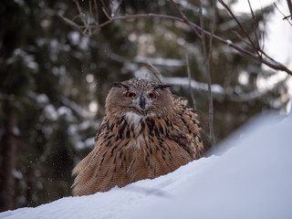 Eurasian eagle-owl (Bubo Bubo) in snowy fores. Eurasian eagle owl sitting on snowy ground. Owl portrait.