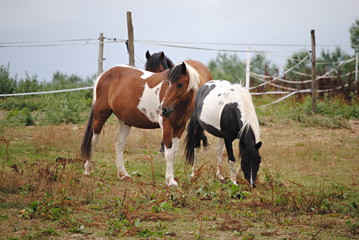 Naklejka na ściany i meble Chevaux