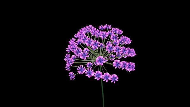 3d Fractal flower blooming. African Lily 3d animation .  Computer generated procedural growth