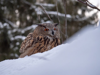 Eurasian eagle-owl (Bubo Bubo) in snowy fores. Eurasian eagle owl sitting on snowy ground. Owl portrait.