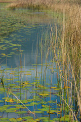 stagno con vegetazione palustre
