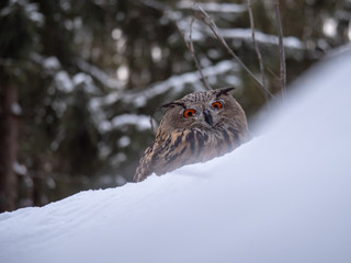 Eurasian eagle-owl (Bubo Bubo) in snowy fores. Eurasian eagle owl sitting on snowy ground. Owl portrait.